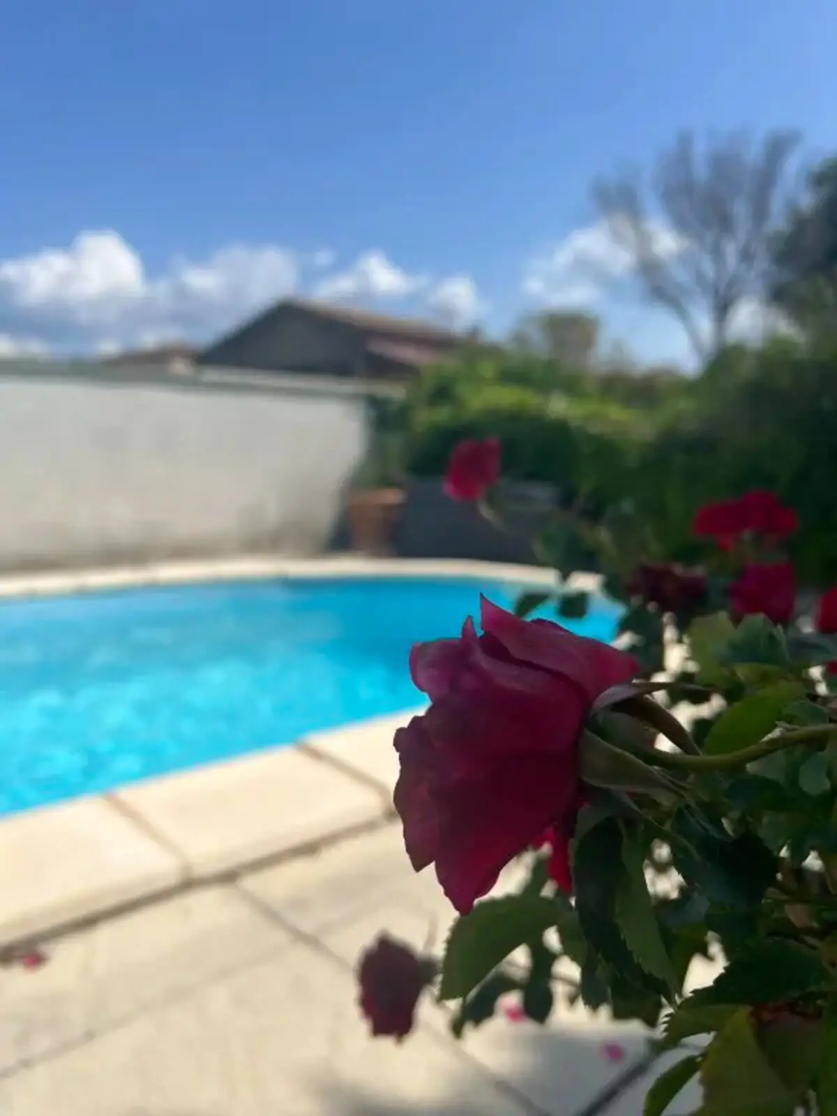 Rosen am Poolrand