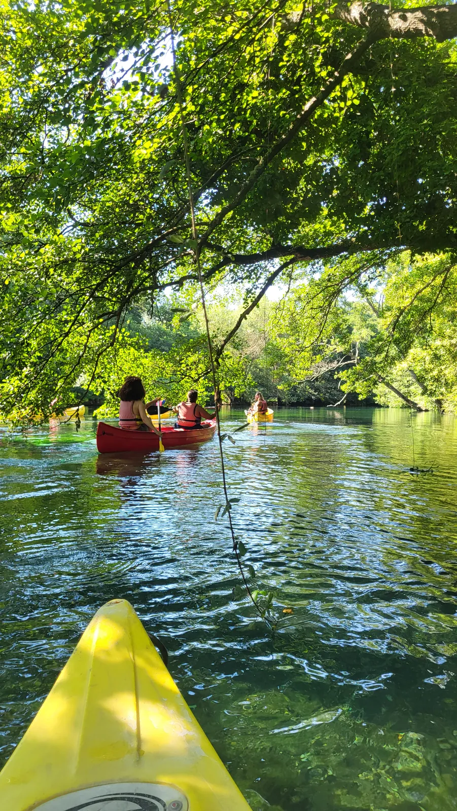 Canoes gliding beneath the branches along the Sorgue