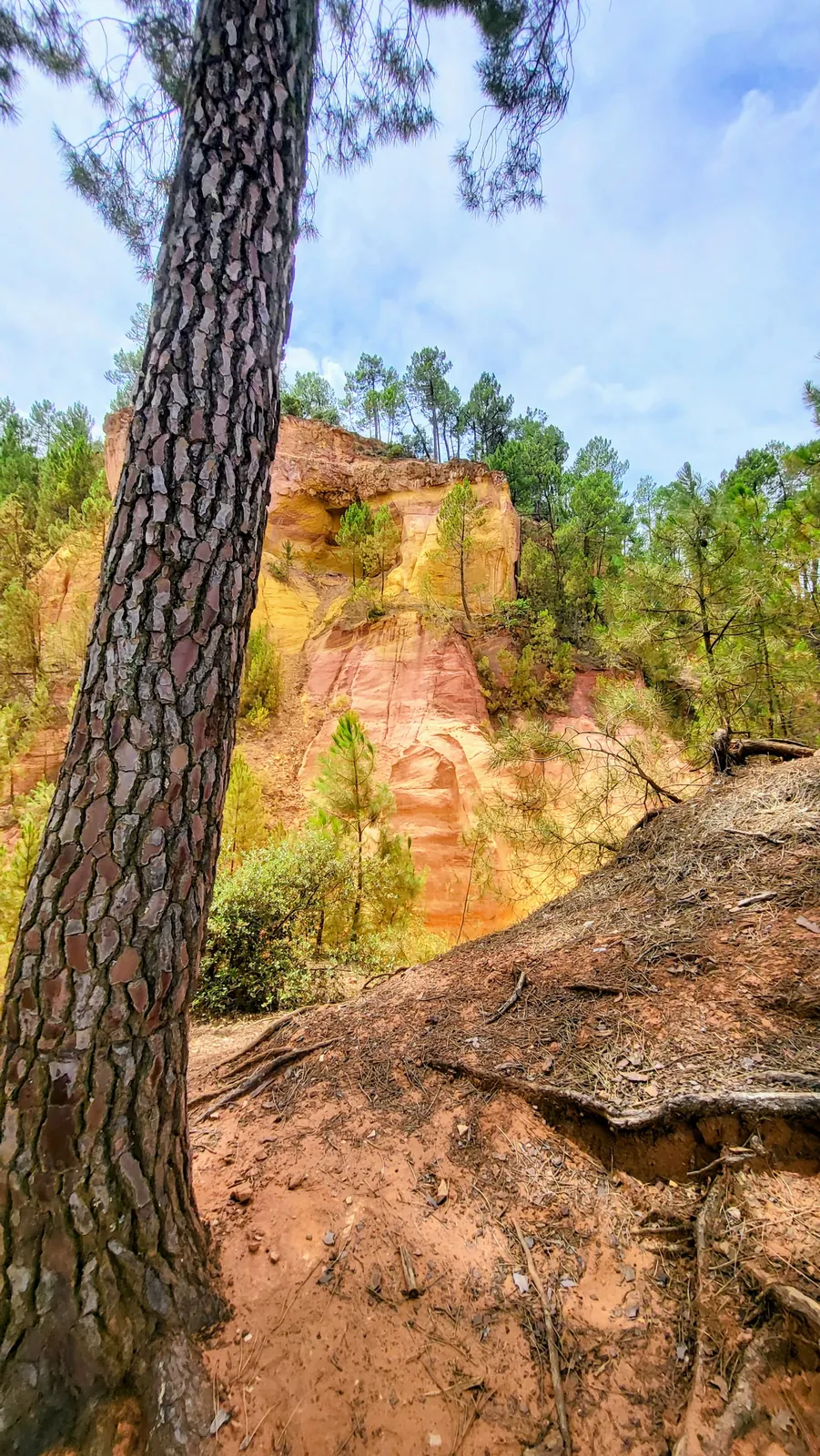 An ochre cliff at Roussillon behind a tall pine