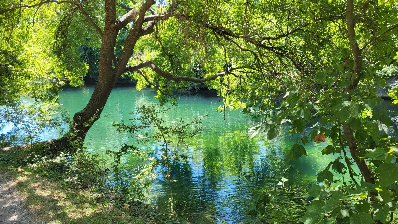 The clear green water of the Sorgue beneath the trees